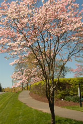 Slideshow Office Desktop Backgrounds in Portrait Mode