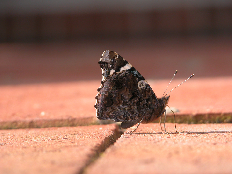 DSCN9720.jpg