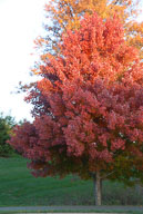 2007 Fall Color in River Creek