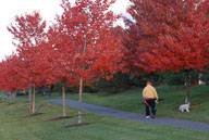 2007 Fall Color in River Creek