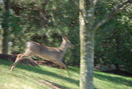 2009 Deer in River Creek