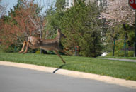 2009 Deer in River Creek 2009 Deer in River Creek
