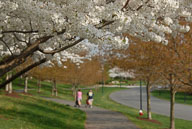2012 Spring flowers in River Creek