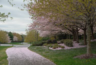 2012 Spring flowers in River Creek