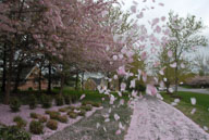 2012 Spring flowers in River Creek