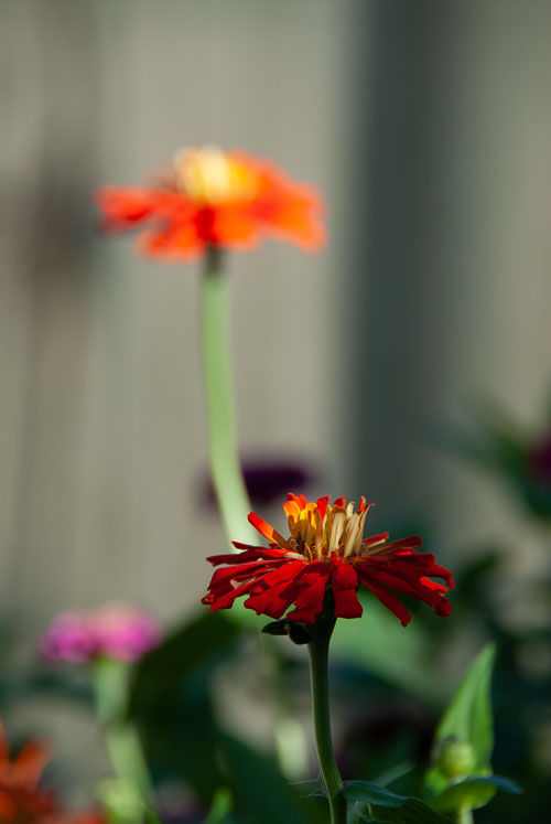 2018 Jul Backyard Flowers