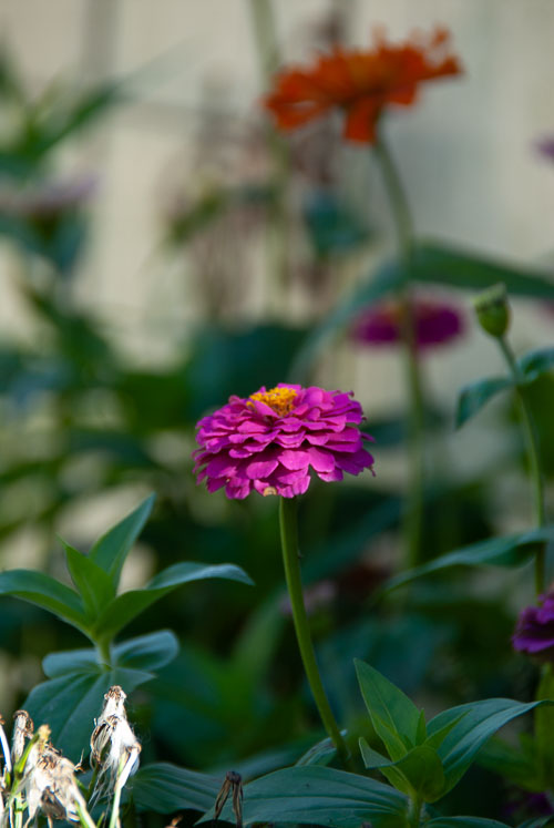 2018 Jul Backyard Flowers 2018 Jul Backyard Flowers