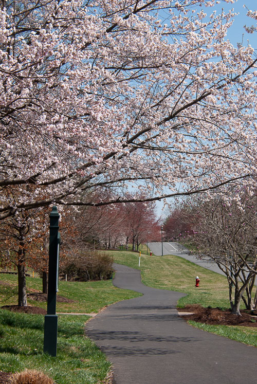 2019 Apr Daily Walks