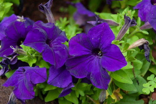 2019 Jul Backyard Flowers