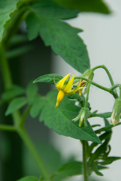 2019 Jul Backyard Flowers