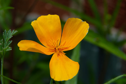 2019 Jul Backyard Flowers 2019 Jul Backyard Flowers