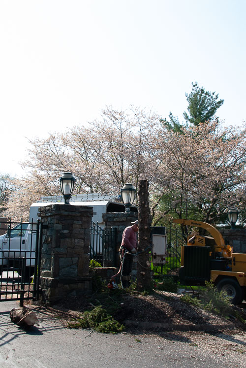 2021 04 Olympic Gate Tree