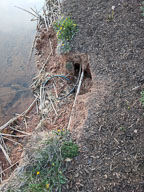 2018 04 Erosion hole 5 pond