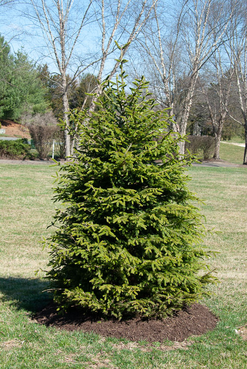 2019 03 New Trees