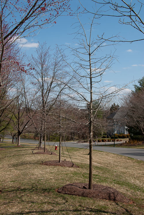 RAZ_5810.jpg