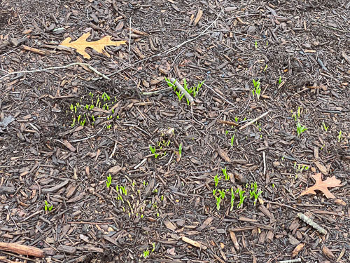 Cemetery-Flowers-2020IMG_3071.jpg