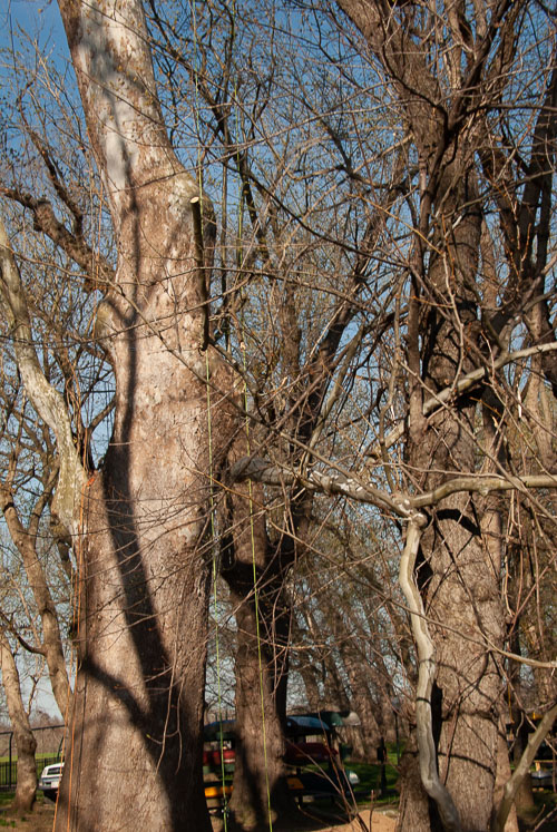 2021-03 Witness Tree All Photos